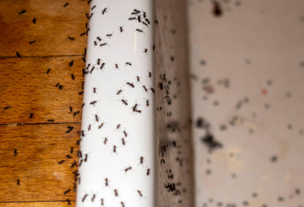 Best Commercial Pest Control Services  in Montpelier, ID